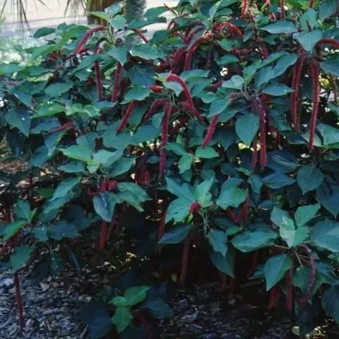 thumbnail for publication: Acalypha hispida: Chenille Plant
